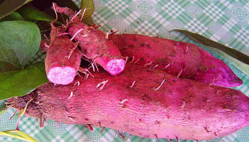 手心炸金花苹果版:一种藤蔓植物，块茎，像手掌那么大，甚至更大，炸薯糍很，也可蒸来吃，面面的，两种颜色，白色，紫色。什么