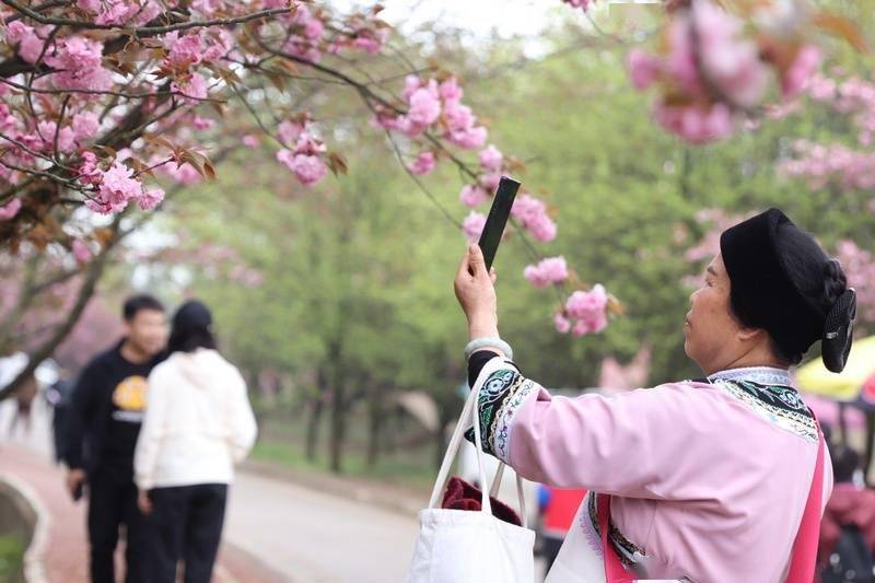 菠萝手机:清镇：莫道春归无觅处 以花为媒引客来-第2张图片-太平洋在线下载