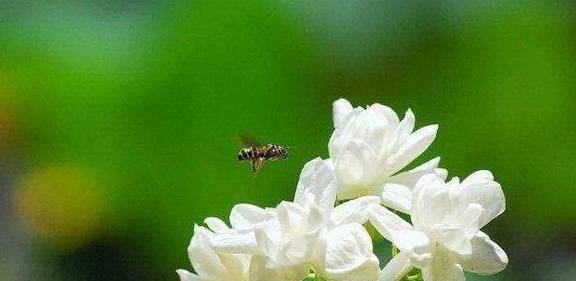 手机开不了机是怎么回事:茉莉花花苞很多，但有些还没开就枯萎了是怎么回事？