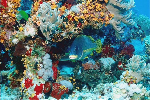 海底奇观app苹果版深海水族馆苹果怎么下载