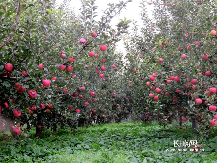 唐山苹果版(唐山plus官网下载)-第5张图片-QuickQ官网