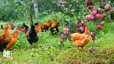 苹果版土鸡(土鸡hd苹果手机下载)-第5张图片-QuickQ官网