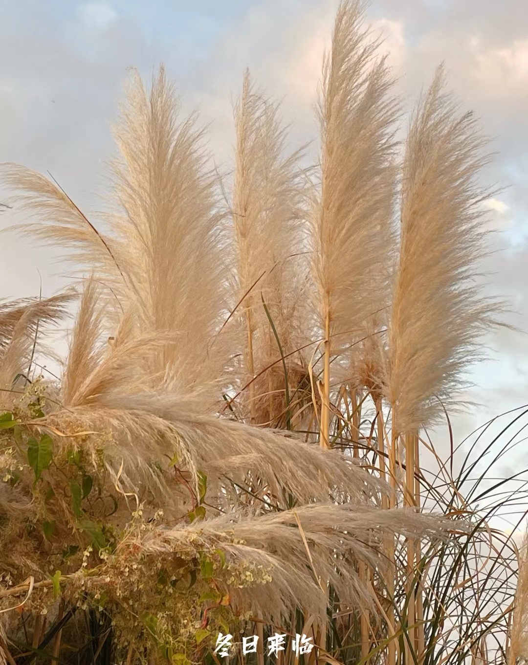 心之火手机铃声版(手机铃声下载免费版)-第5张图片-QuickQ官网