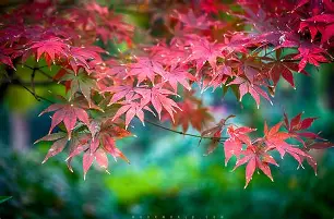 枫苹果版(枫 720p 下载)-第5张图片-QuickQ官网