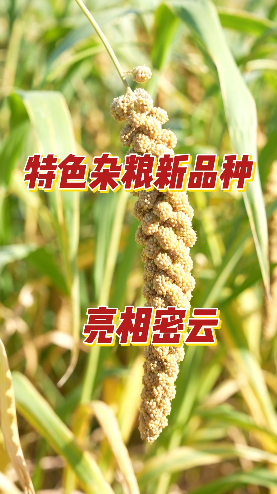 中国杂粮网手机版(中国杂粮技术研究中心)-第4张图片-QuickQ官网