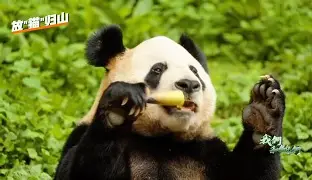 修仙熊猫人软件手机版(熊猫人修仙视频制作下载)-第4张图片-QuickQ官网